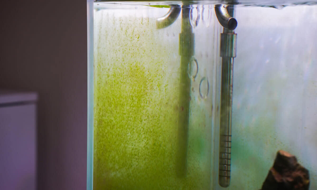 Grüne Algenbeläge an der Scheibe eines Aquariums in der Einfahrphase