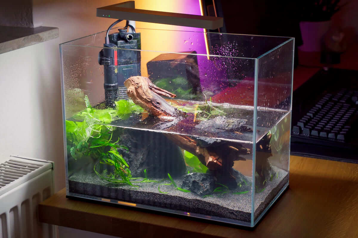 Frisch eingerichtetes 20-Liter-Mini-M-Aquarium mit Titan Stones, Wurzel und ersten Aquarienpflanzen während der Befüllung.
