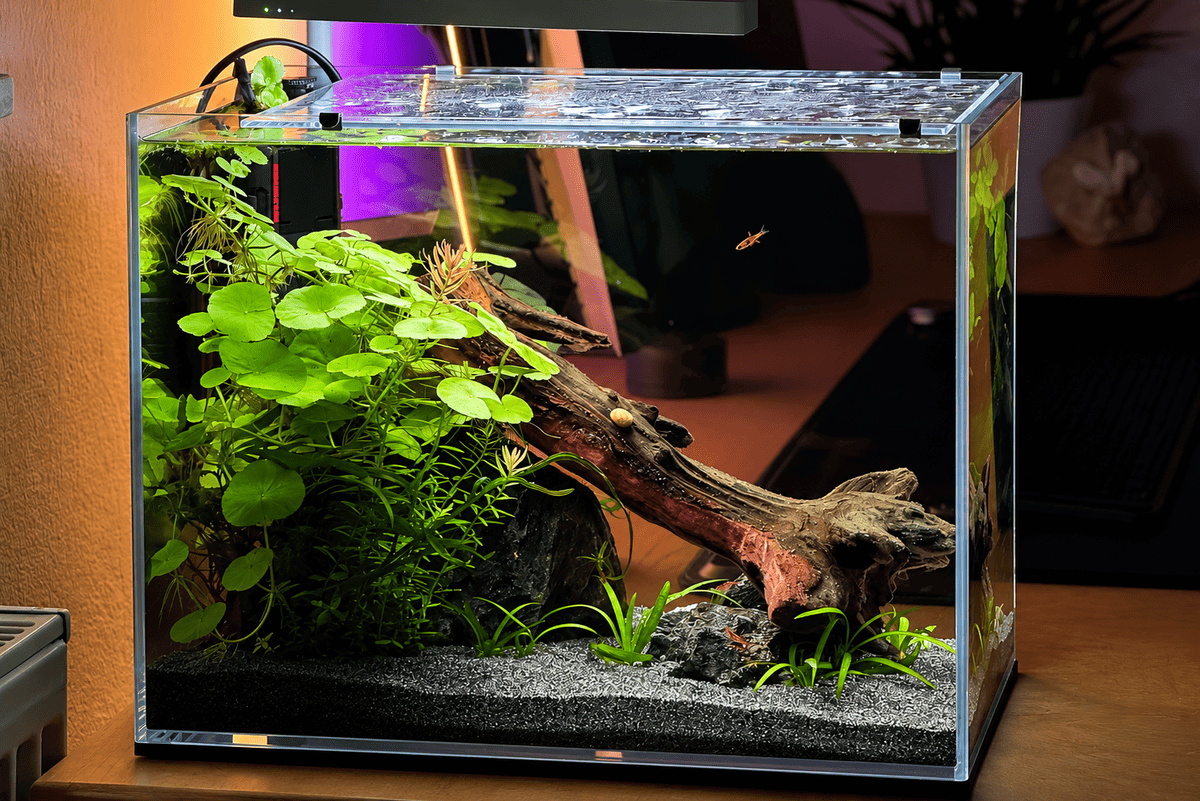 Fertig eingerichtetes 20-Liter-Mini-M-Aquarium „Quiet Root“ mit Titan Stones, einer diagonalen Wurzel und dichter grüner Bepflanzung.