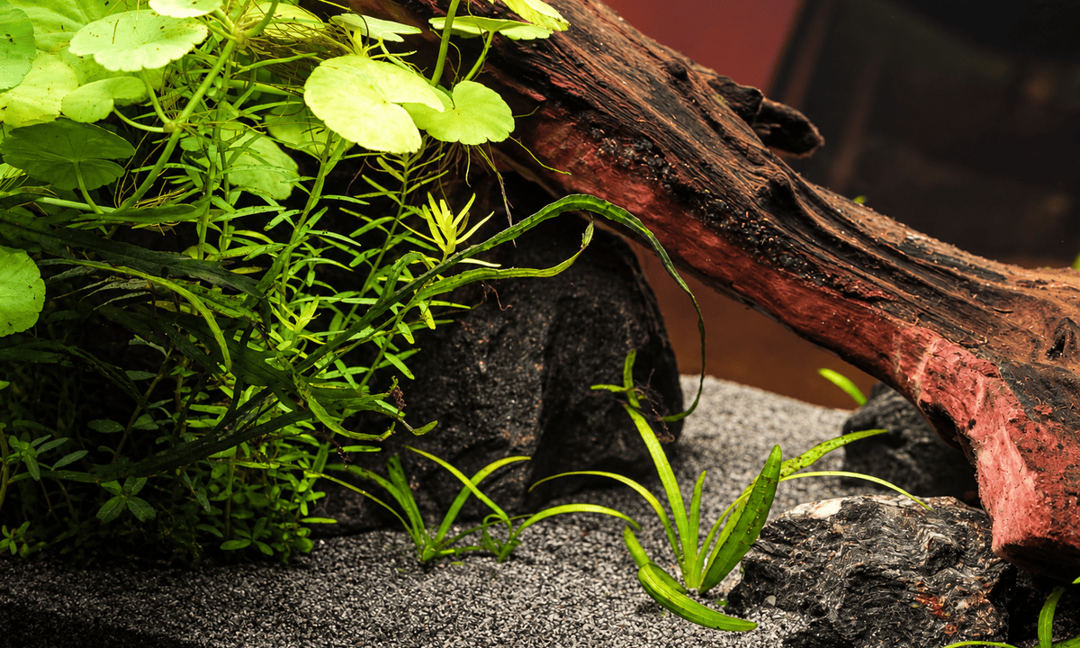Nahaufnahme der Wurzel im 20-Liter-Mini-M-Aquarium mit Wassernabel, feinen Stängelpflanzen und Titan Stones.
