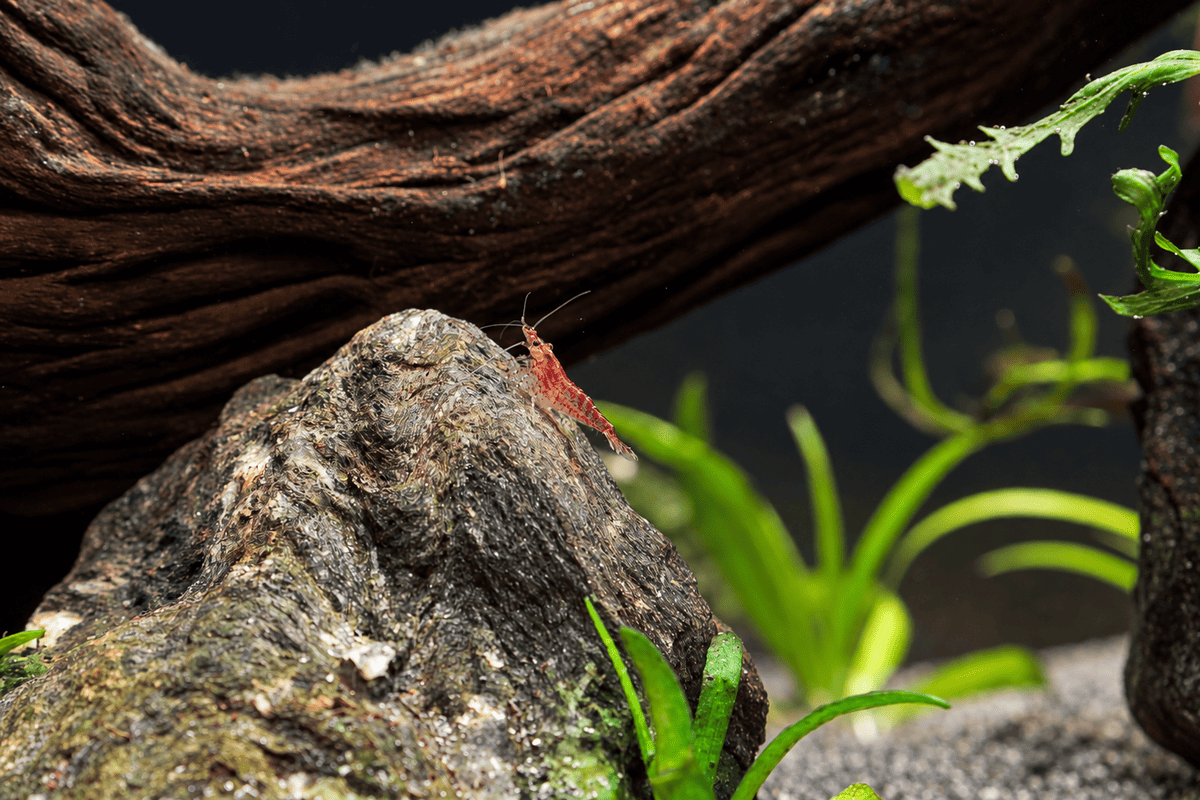 Rote Neocaridina-Garnele auf einem Titan Stone im bepflanzten 20-Liter-Nano-Aquarium.