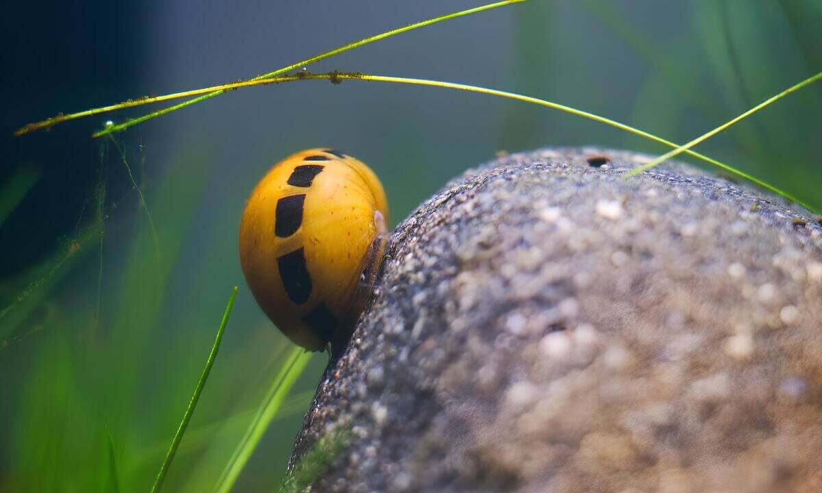 Rennschnecke als Algenfresser im Aquarium
