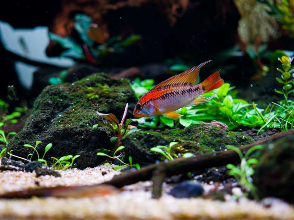 Apistogramma macmasteri in naturnah eingerichteten Aquarium