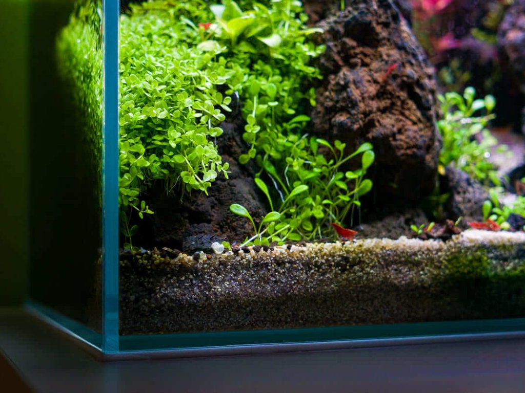 Detailaufnahme eines Nano Aquascapes mit Micranthemum tweediei Monte Carlo und Glossostigma elatinoides am Stein
